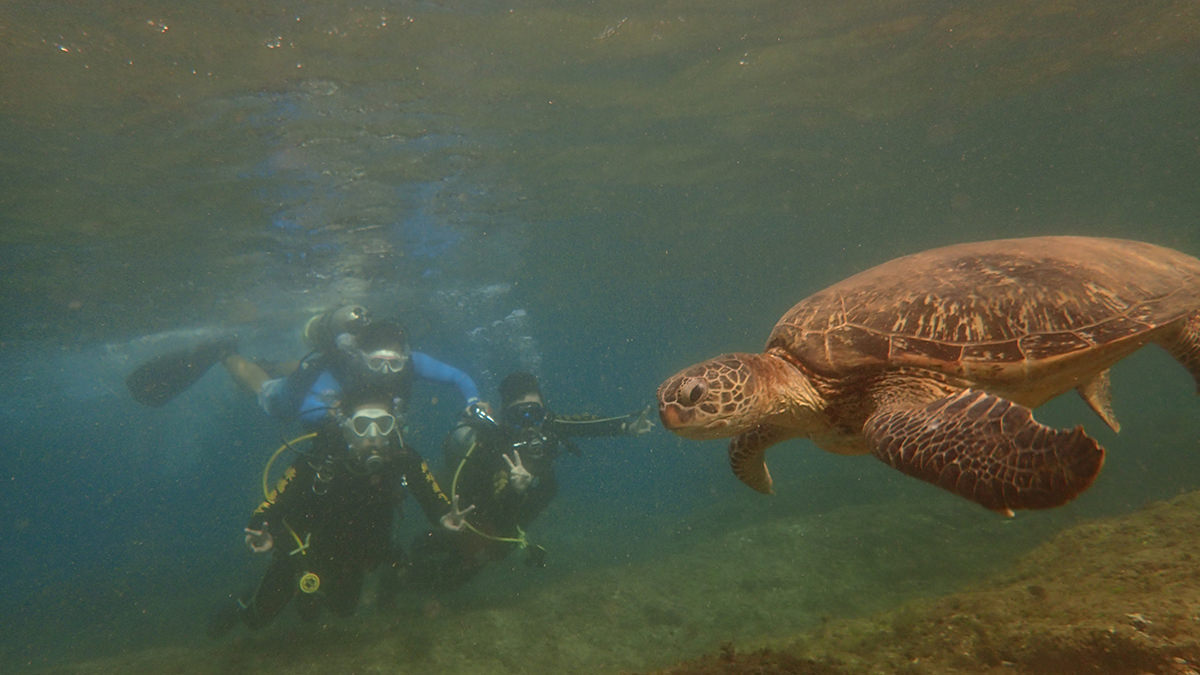 屏東》白沙尾碼頭 小琉球潛水體驗 ｜小琉球綠蠵龜潛水住宿｜綠蠵龜與你最近距離