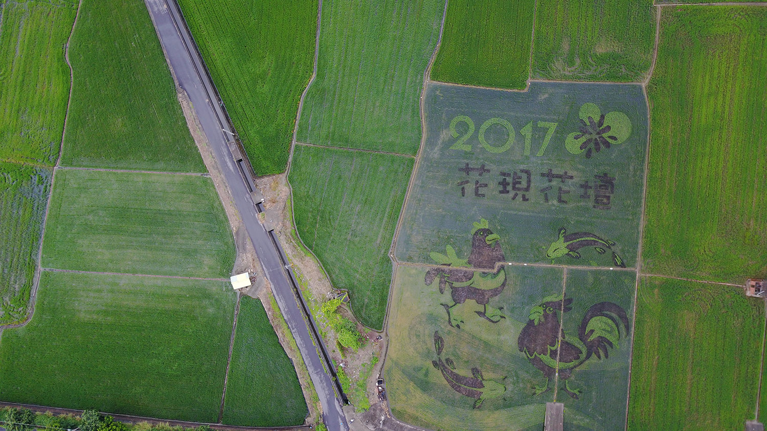 彰化》親子好去處！2017年花壇彩繪稻田 – 三春老樹彩繪牆 – 竹筍節 ｜空拍俯視彩繪模樣