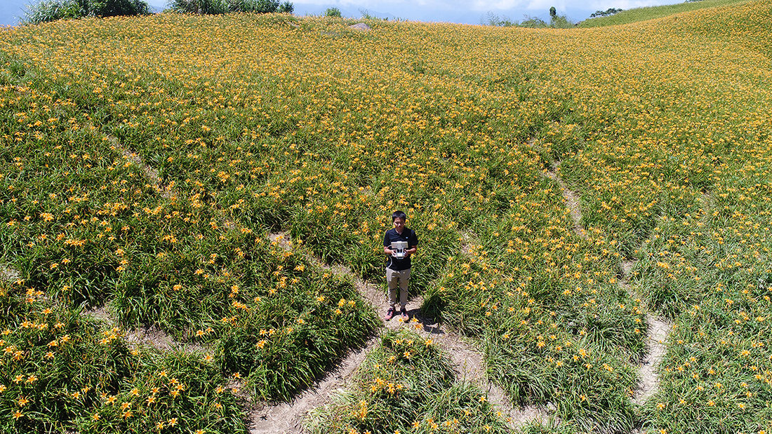 花蓮》 2018 六十石山金針花季｜滿山遍野的金針花海聞名