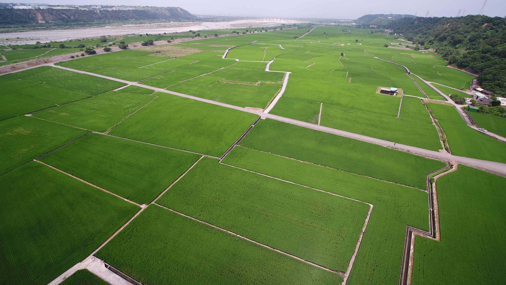 台中》外埔忘憂谷 稻田遍地翠綠景色彷彿「伯朗大道」無邊無際的稻田風景