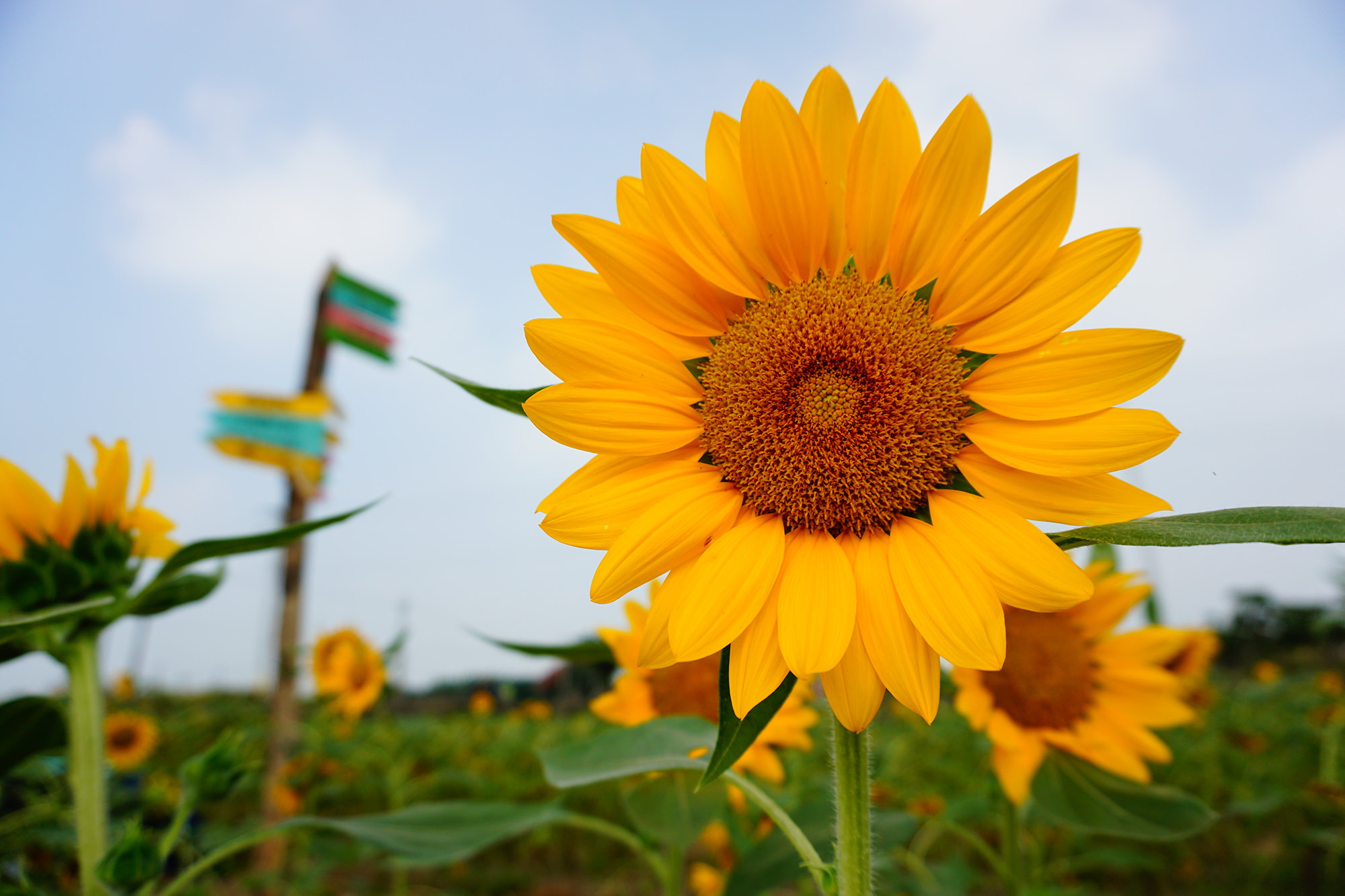彰化》花壇向日葵花海  一片金黃色閃耀｜三春老樹彩繪稻田