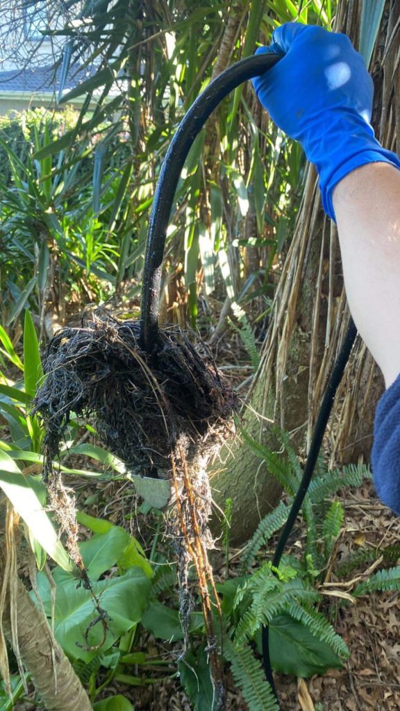 Drain Tree Root Cutting Auckland Response Drain Unblocking