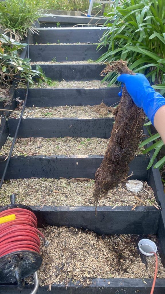 Drain pipe tree root cutting in Remuera