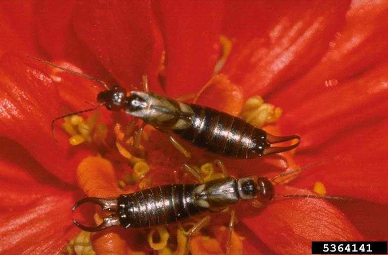 Control Earwigs Around Your Home Responsible Pest Control AZ