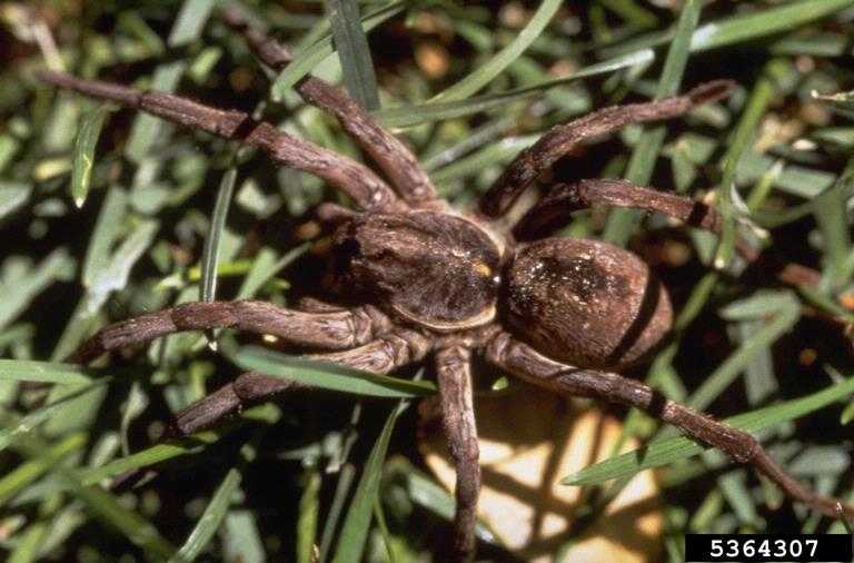 Pest Control for Spider Extermination Phoenix & Mesa AZ — Responsible