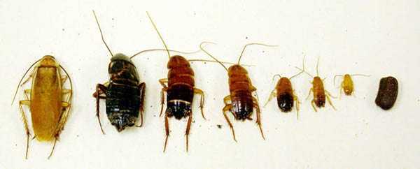 Roaches Throughout Phoenix Valley Identify Main Species & CONTROL