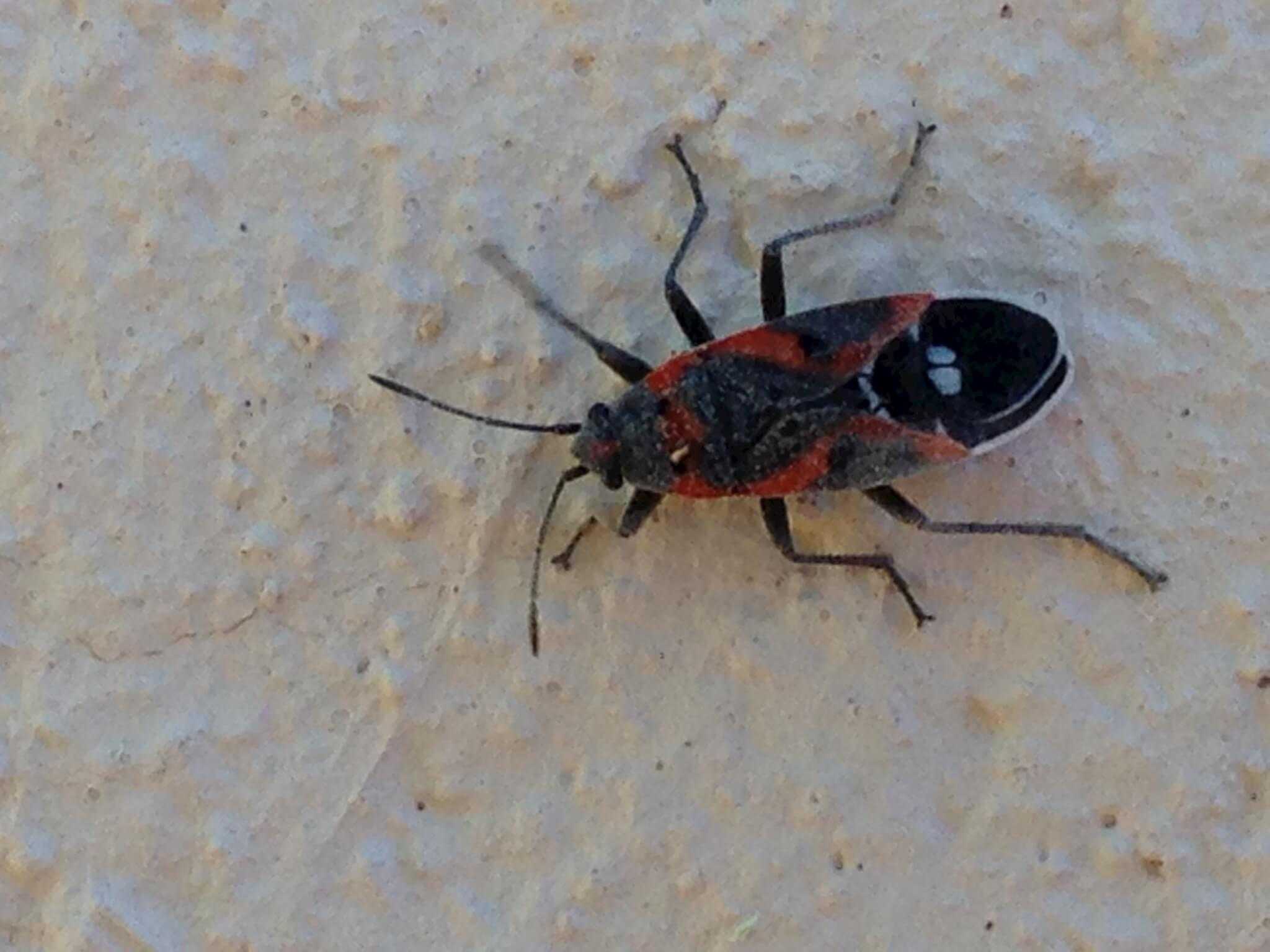 Boxelder Bugs Phoenix AZ Responsible Pest Control Mesa, AZ