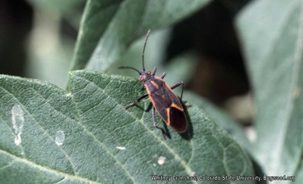 Boxelder Bugs Phoenix AZ Responsible Pest Control Mesa, AZ