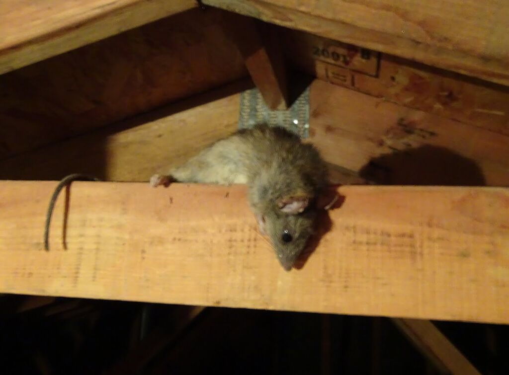Responsible Rat Poison