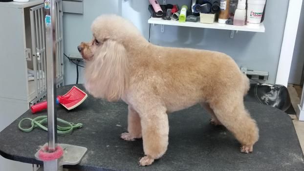 Pet Groomer Twickenton Dog & Cat Grooming Dedham, MA 02026