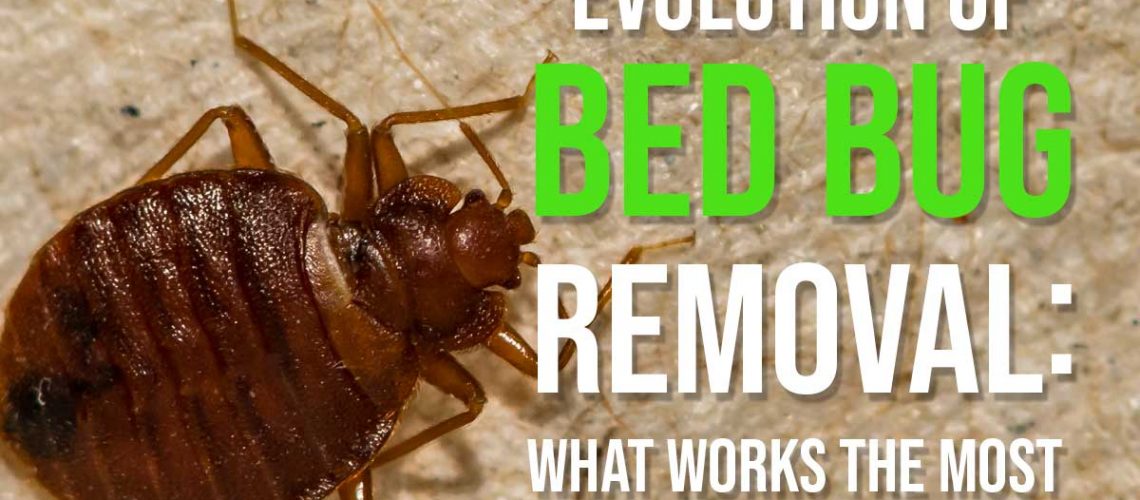 Evolution of Bed Bug Removal What Works the Most Rest Easy Heat