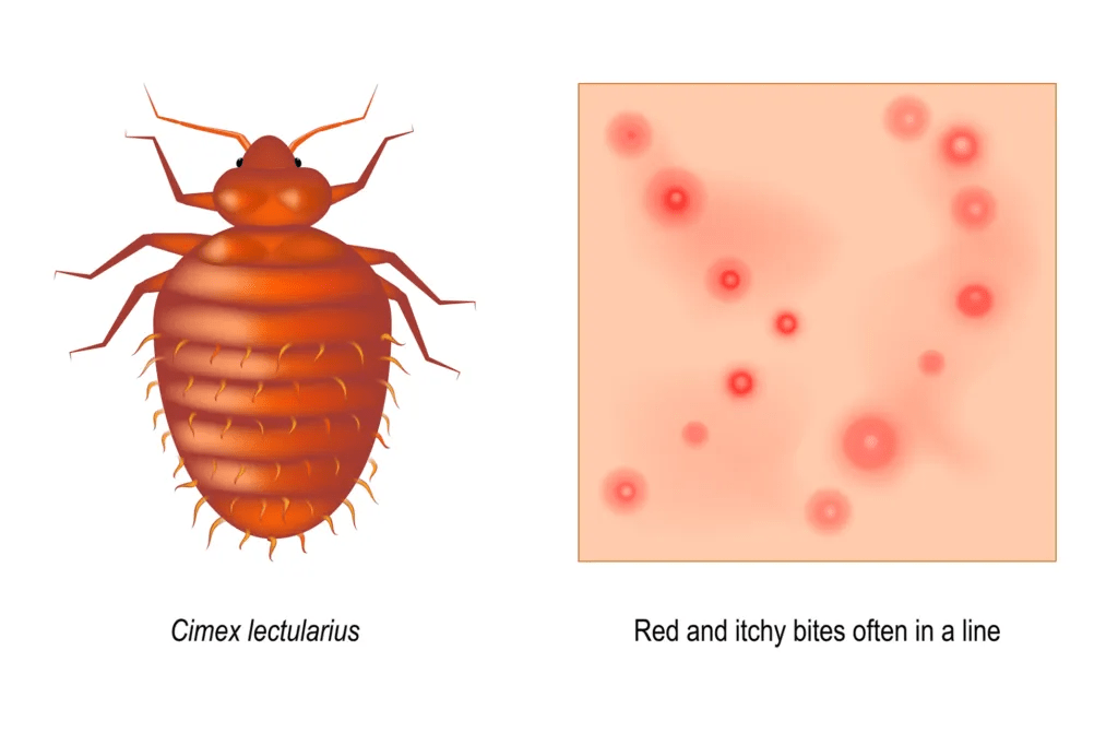 How To Solve Bed Bug Problems Rest Easy Heat