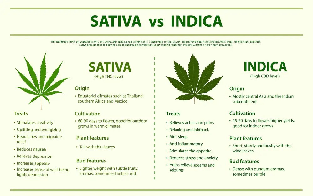 Indica Vs Sativa Which Is Best For Sleep? Rest Equation