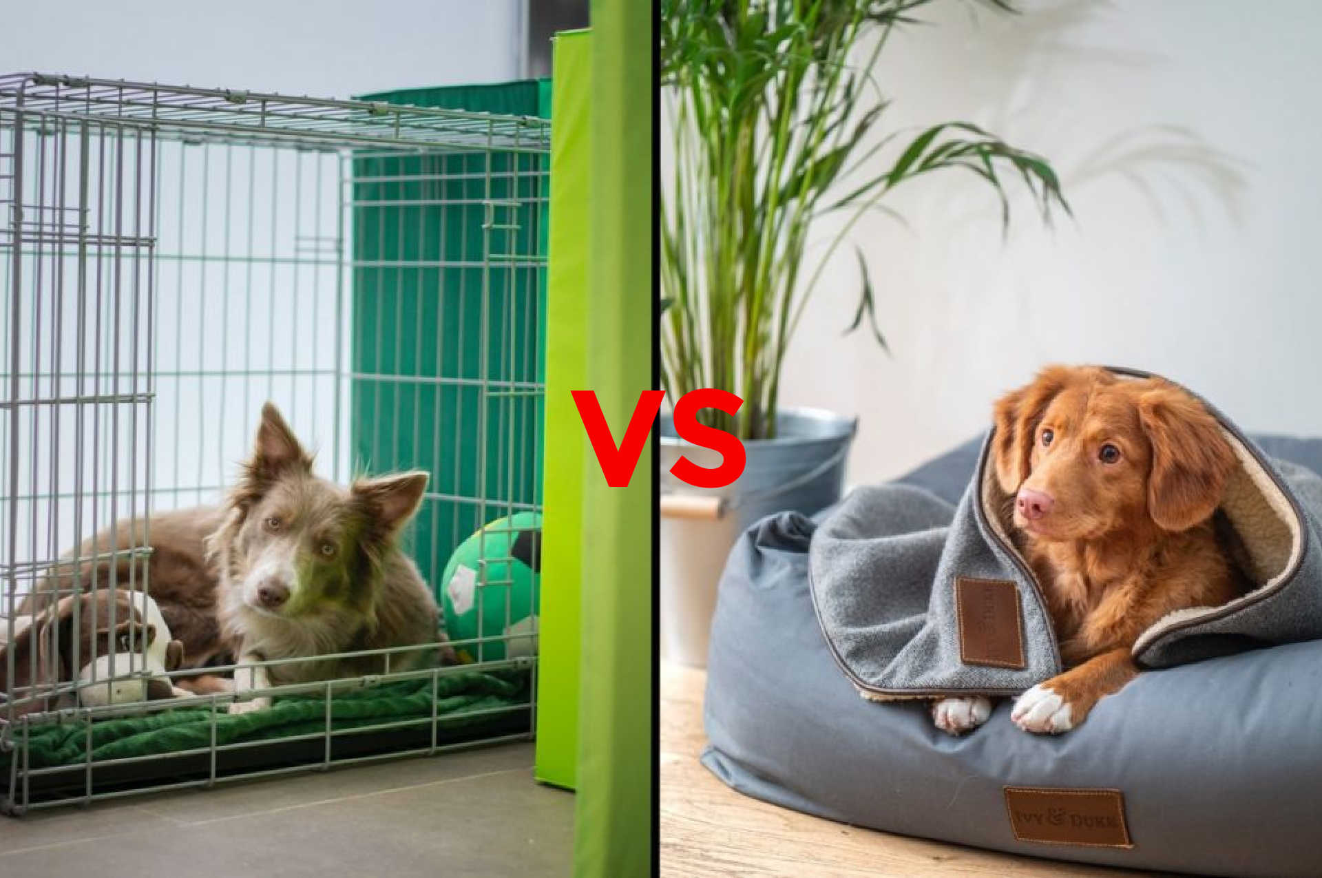 Dog Beds vs Crates Which is Best?