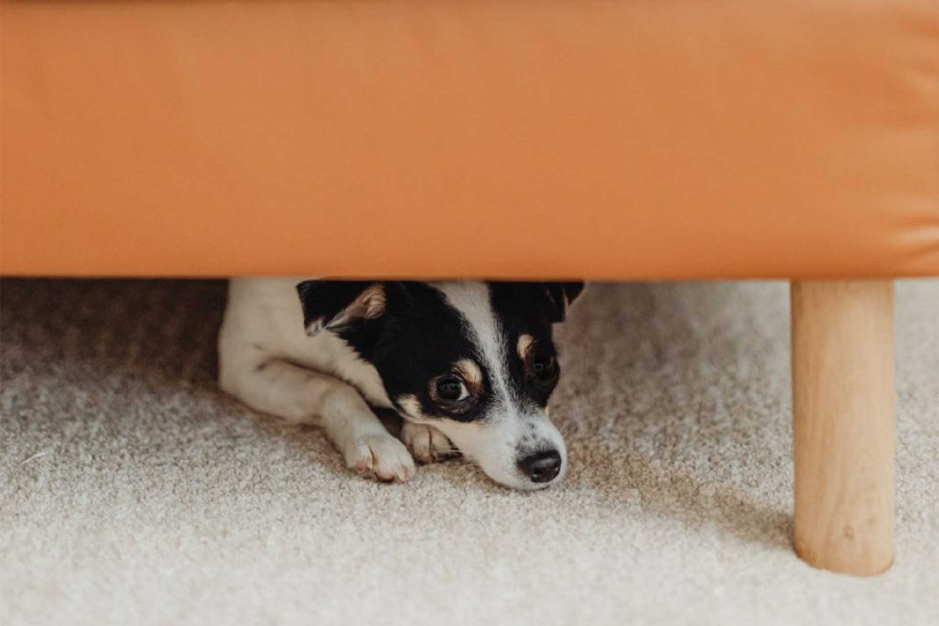Why Does My Dog Sleep Under My Bed?