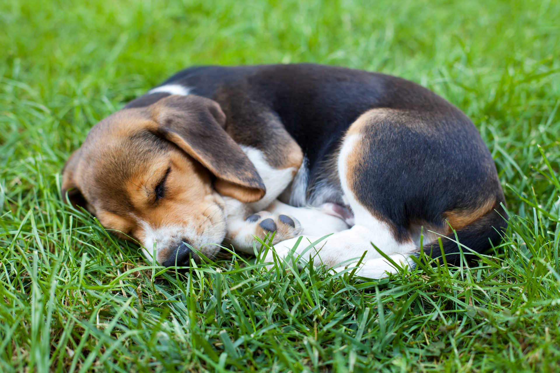 Best Dog Beds for Beagles