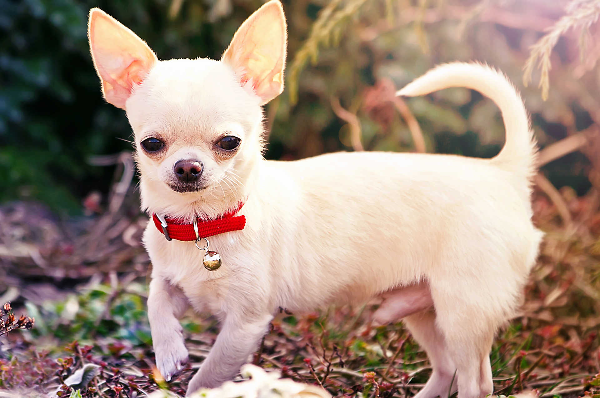 Best Dog Beds for Chihuahuas Restful Dog