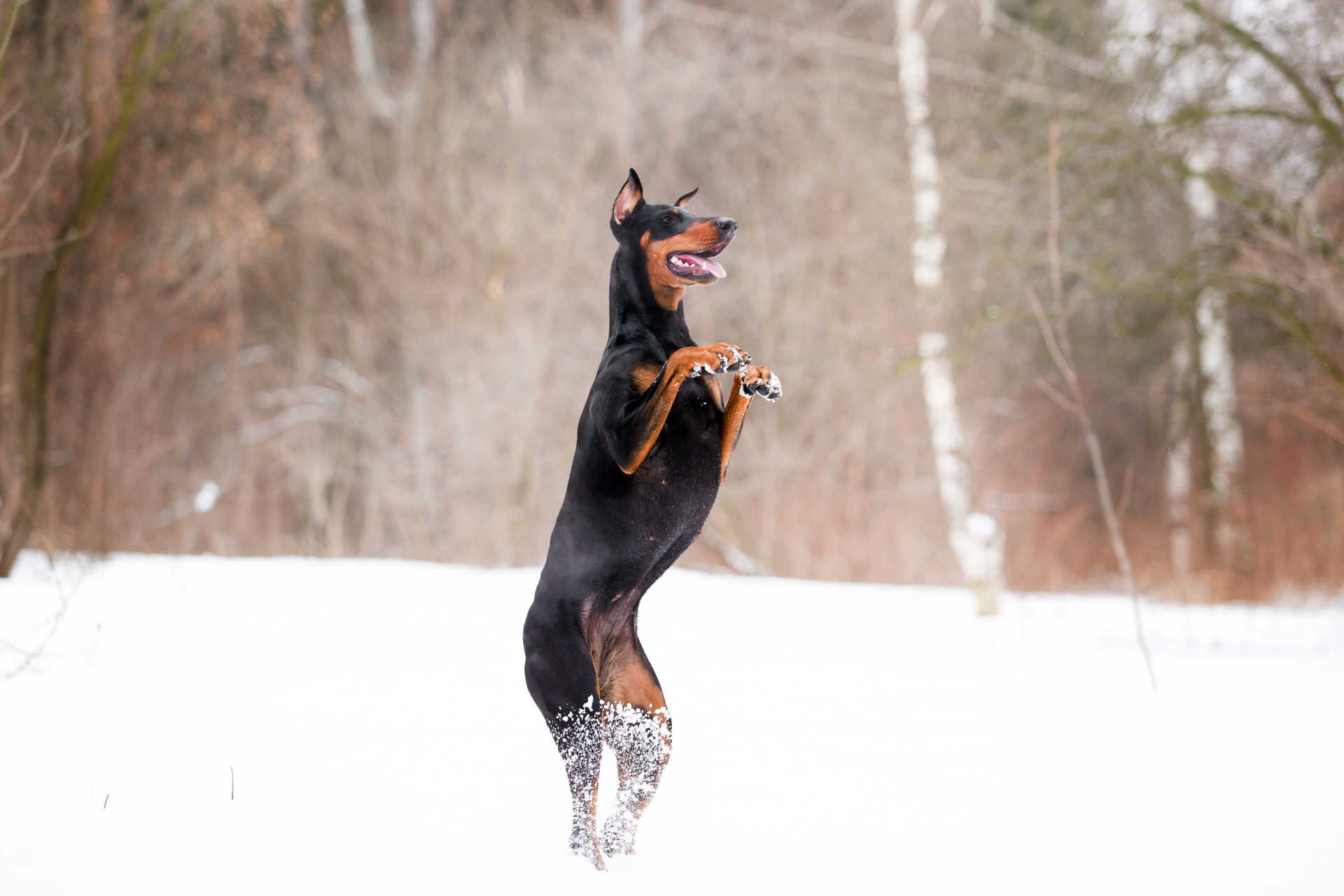Best Dog Beds for Dobermans Restful Dog