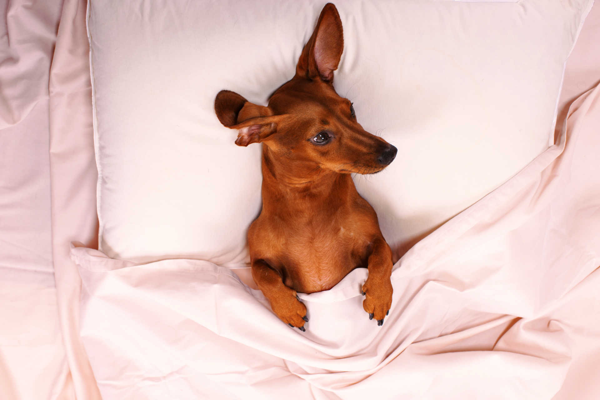 How to Keep the Dog Off Your Bed