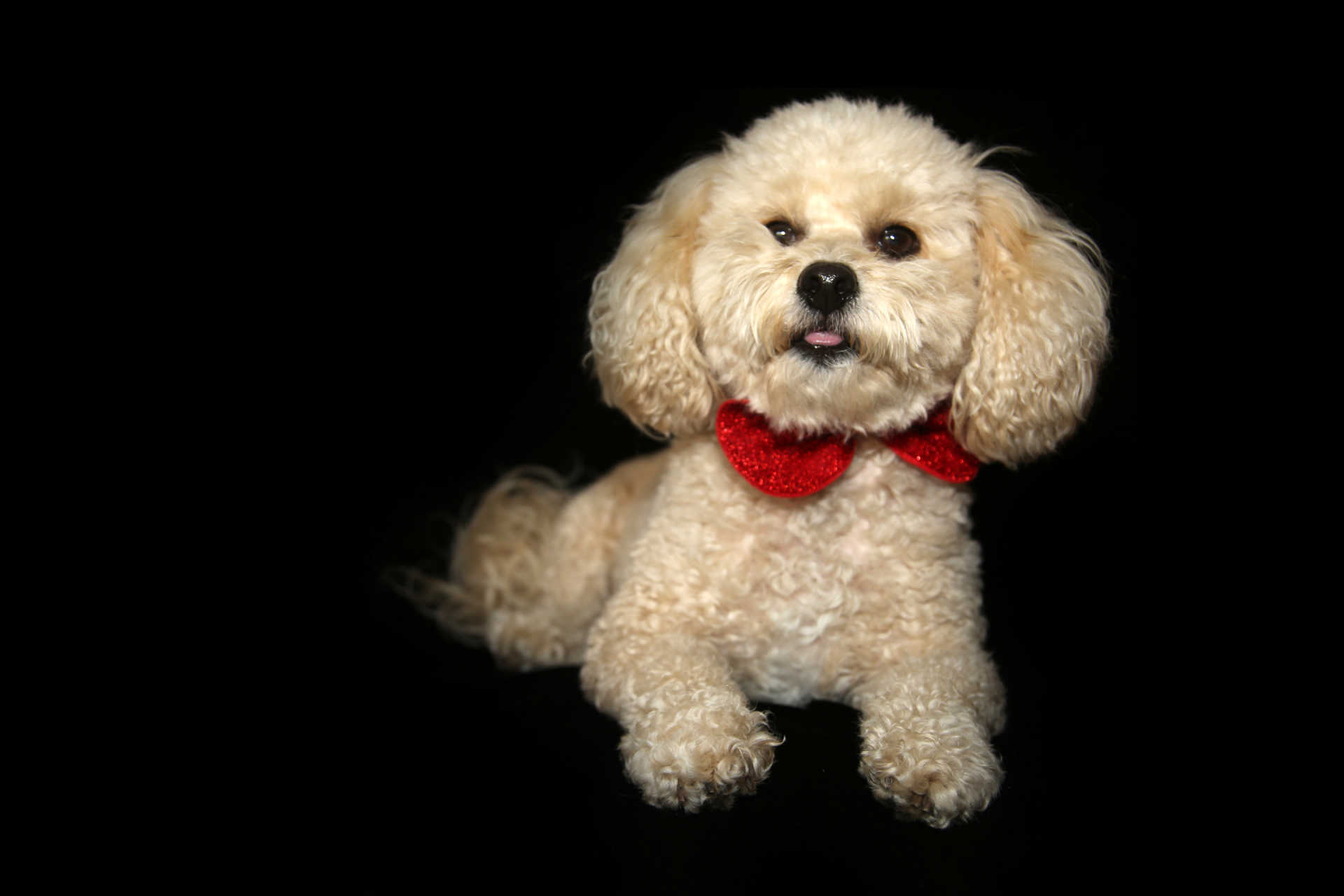 The Best Dog Beds for Poodles in 2023