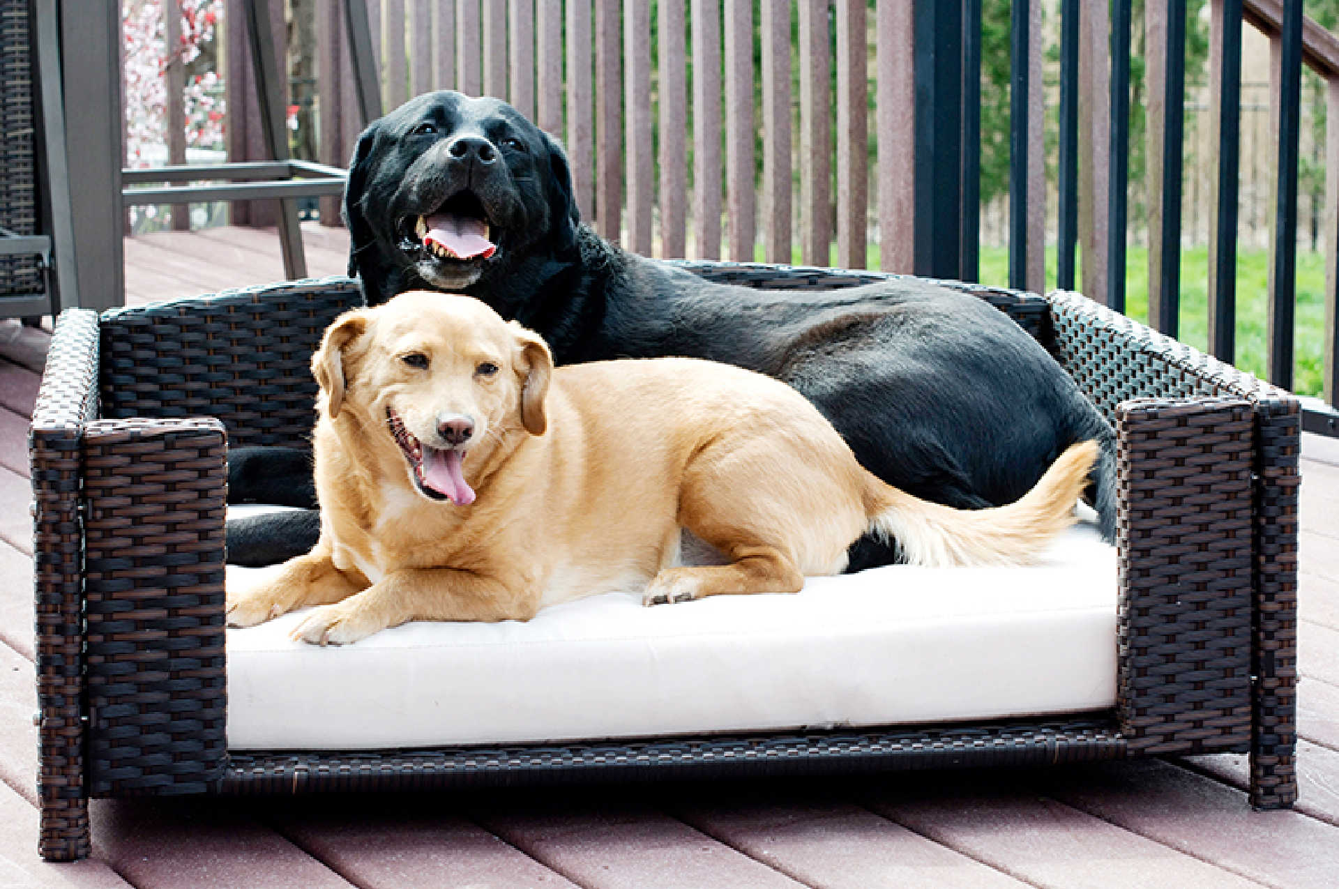 The Best Rattan Dog Beds