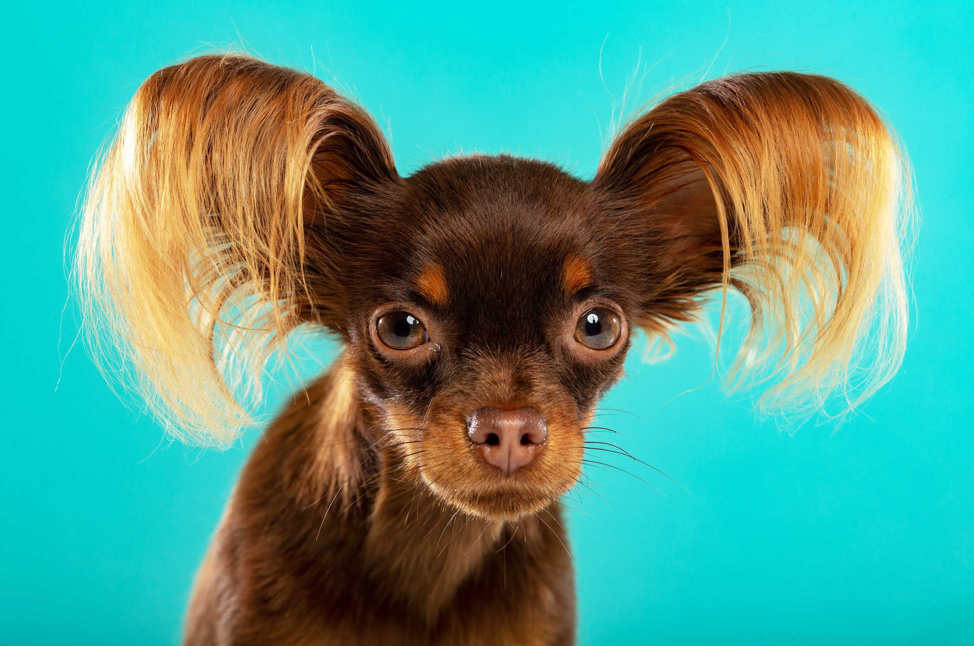 The Best Dog Beds for Toy Breed Dogs