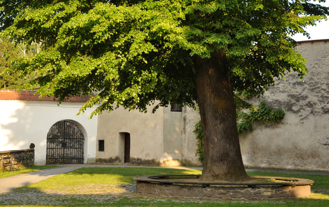 What is The Thriving Life? The Thriving Life