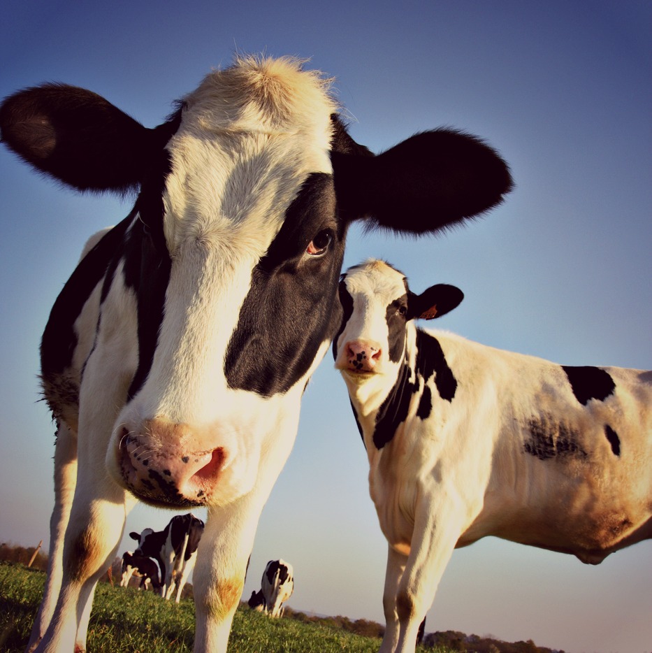 Should You Drink Milk Before Bed? Restonic