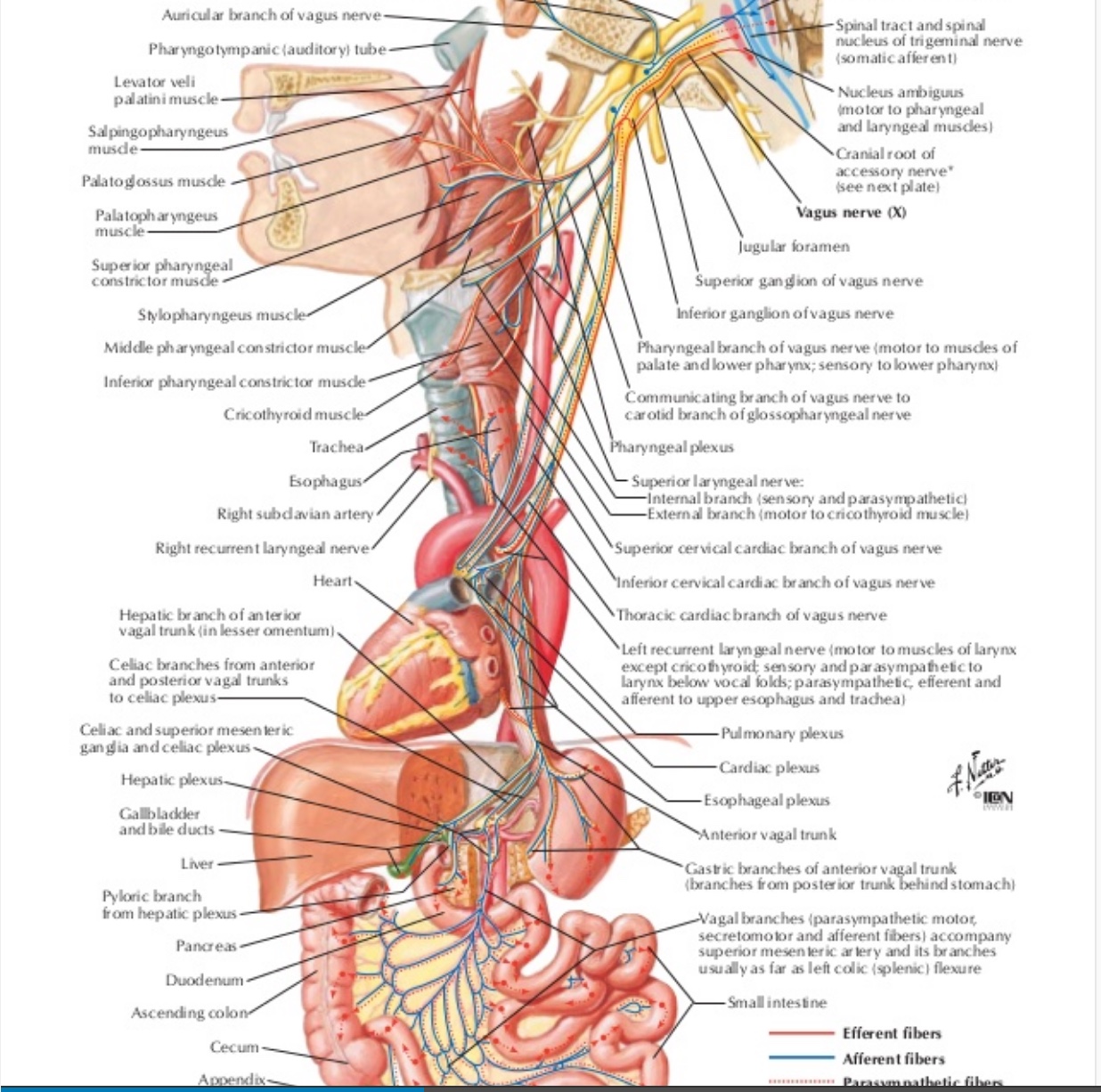 Illustrations of the Vagal System Restorative Practices ELearning