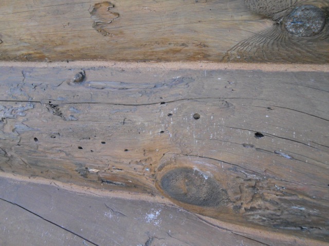 Log home problems Boring insects and log rot