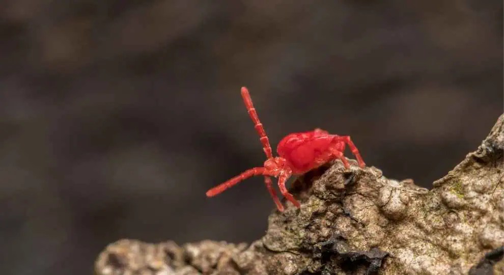 How To Get Rid Of Tiny Red Bugs? Restyled Homes
