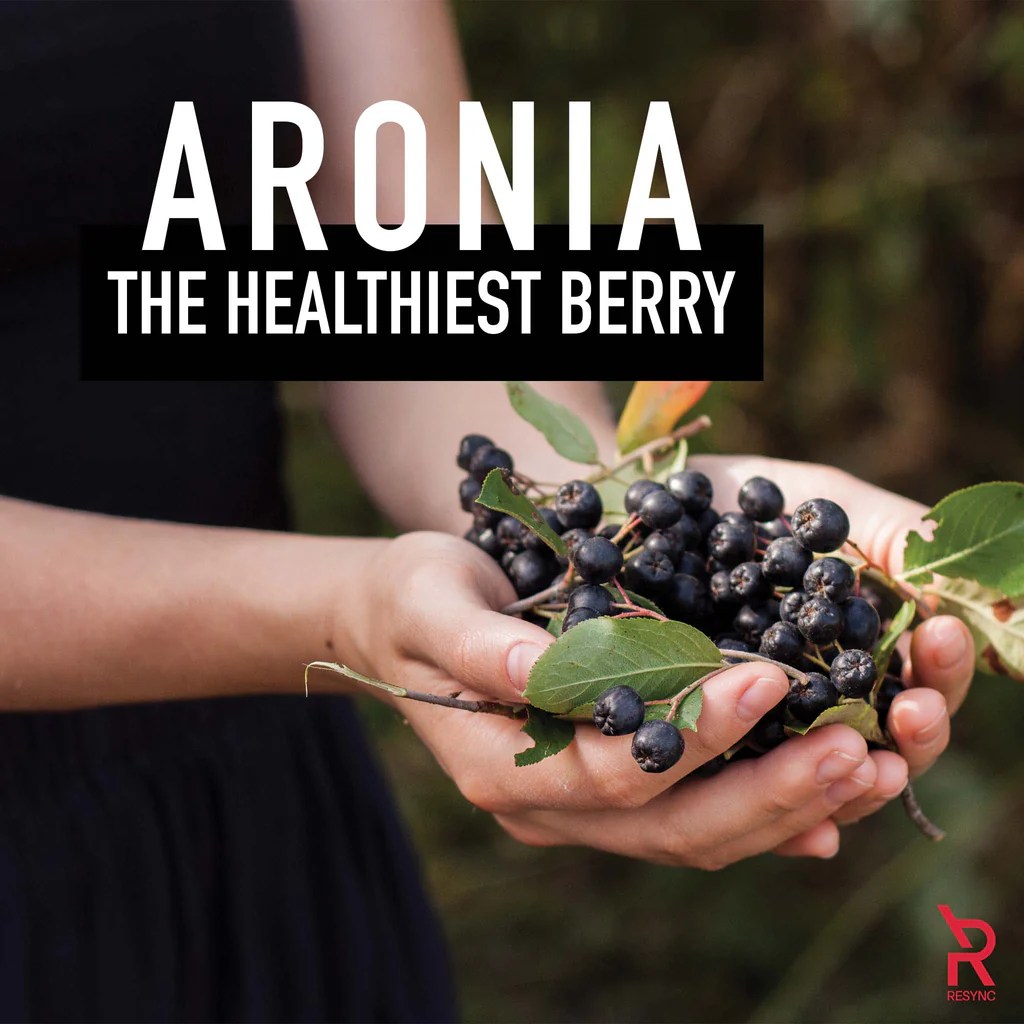 Aronia The Healthiest Berry Resync