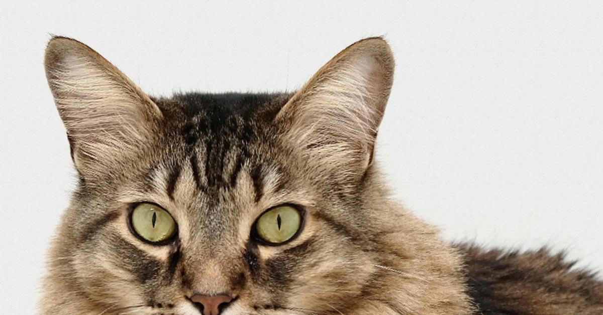 28 Meme Gifts for the Meme Lover in Your Life Retailey