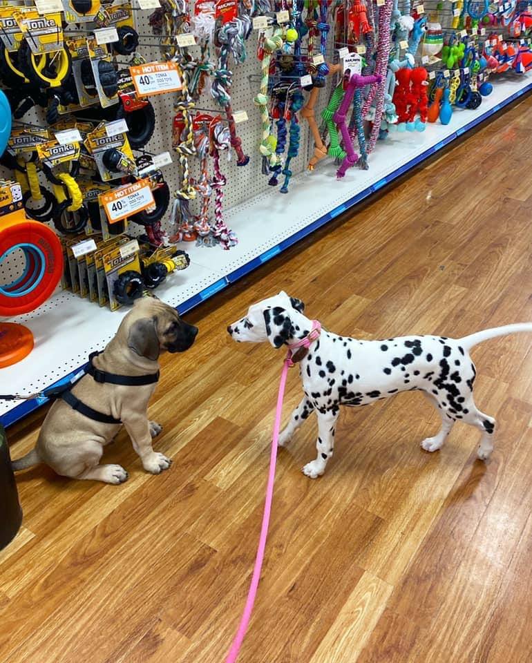 Ren's Pets Acquired by Legault Group