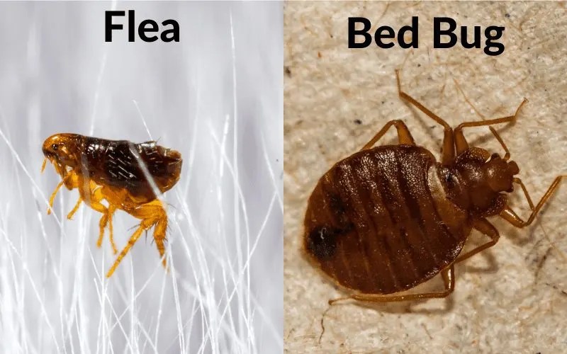 What Do Fleas Look Like And How To identify Them