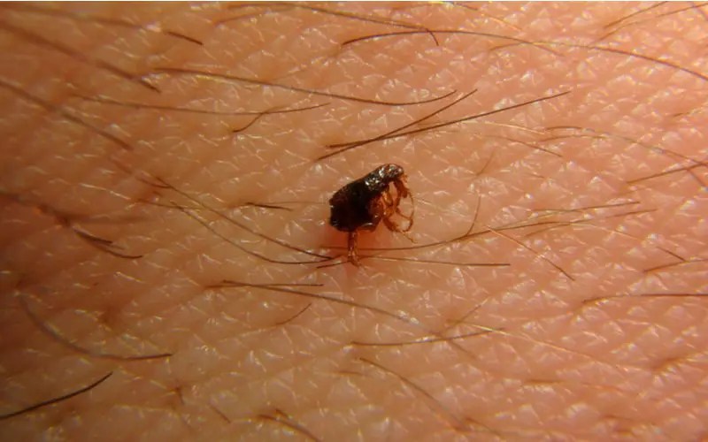 What Do Fleas Look Like And How To identify Them