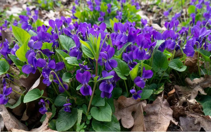 10 Most Common Types Of Weeds With Purple Flowers