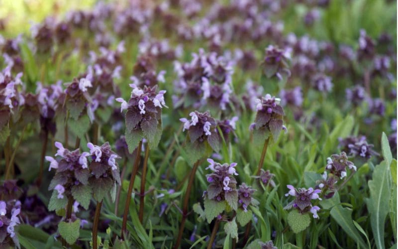 10 Most Common Types Of Weeds With Purple Flowers