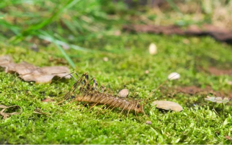 House Centipedes How to Identify & Get Rid of Them