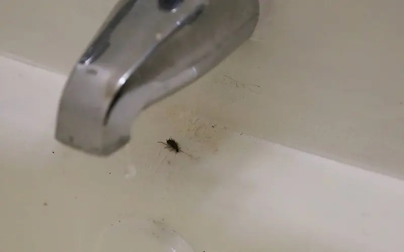 Identify Tiny Bugs in Bathroom And Get Rid Of Them For Good