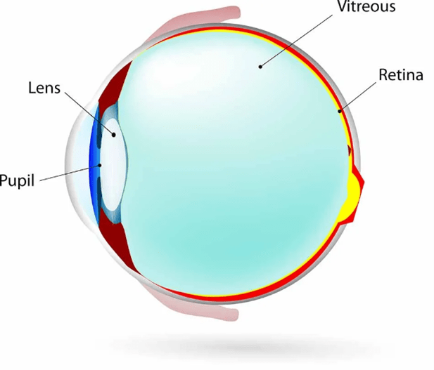 Vitreous Gel Retina Consultants of Nevada Las Vegas Retina