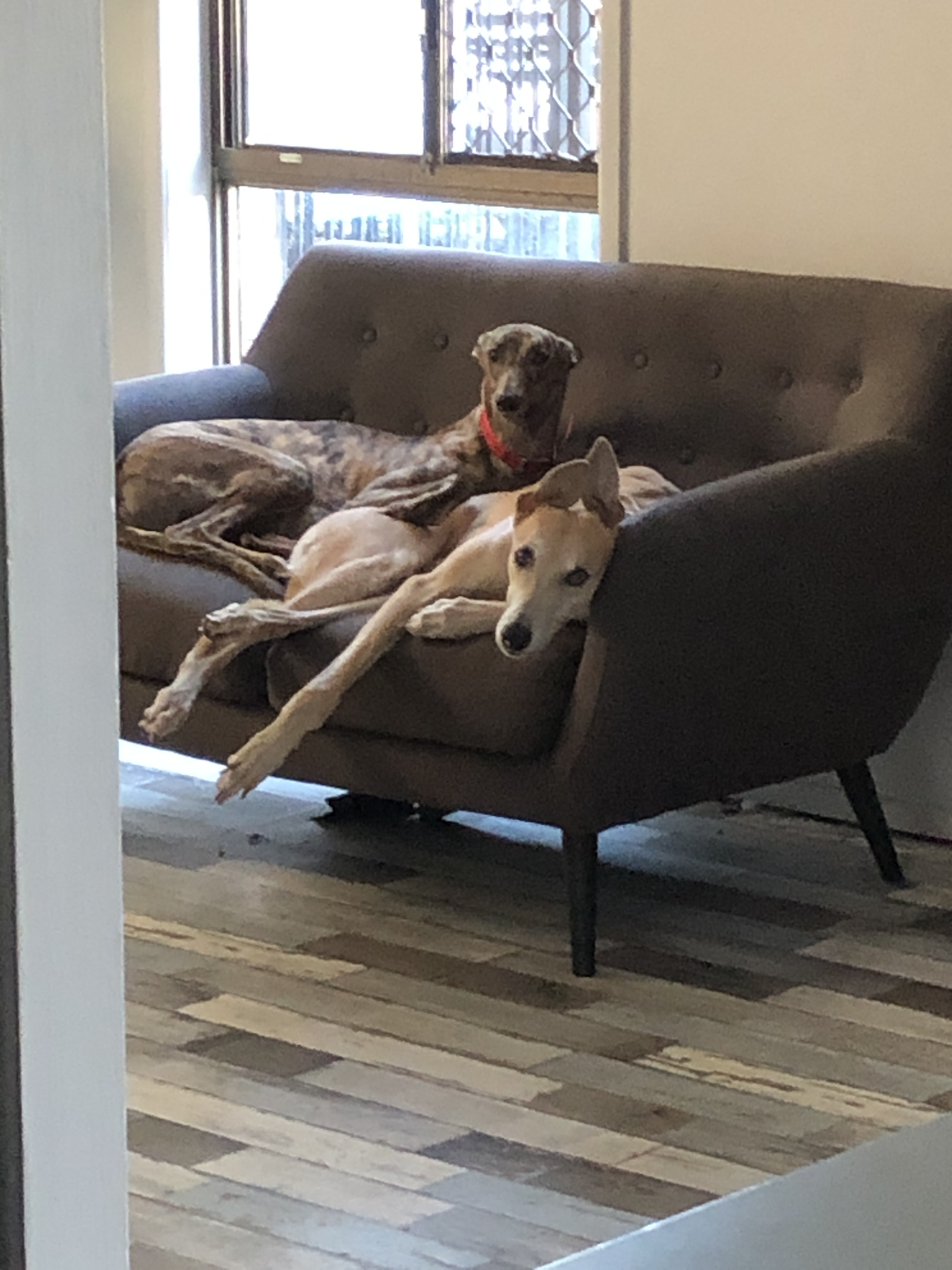 Tips and Tricks With Greyhounds Retired Greys Inc.