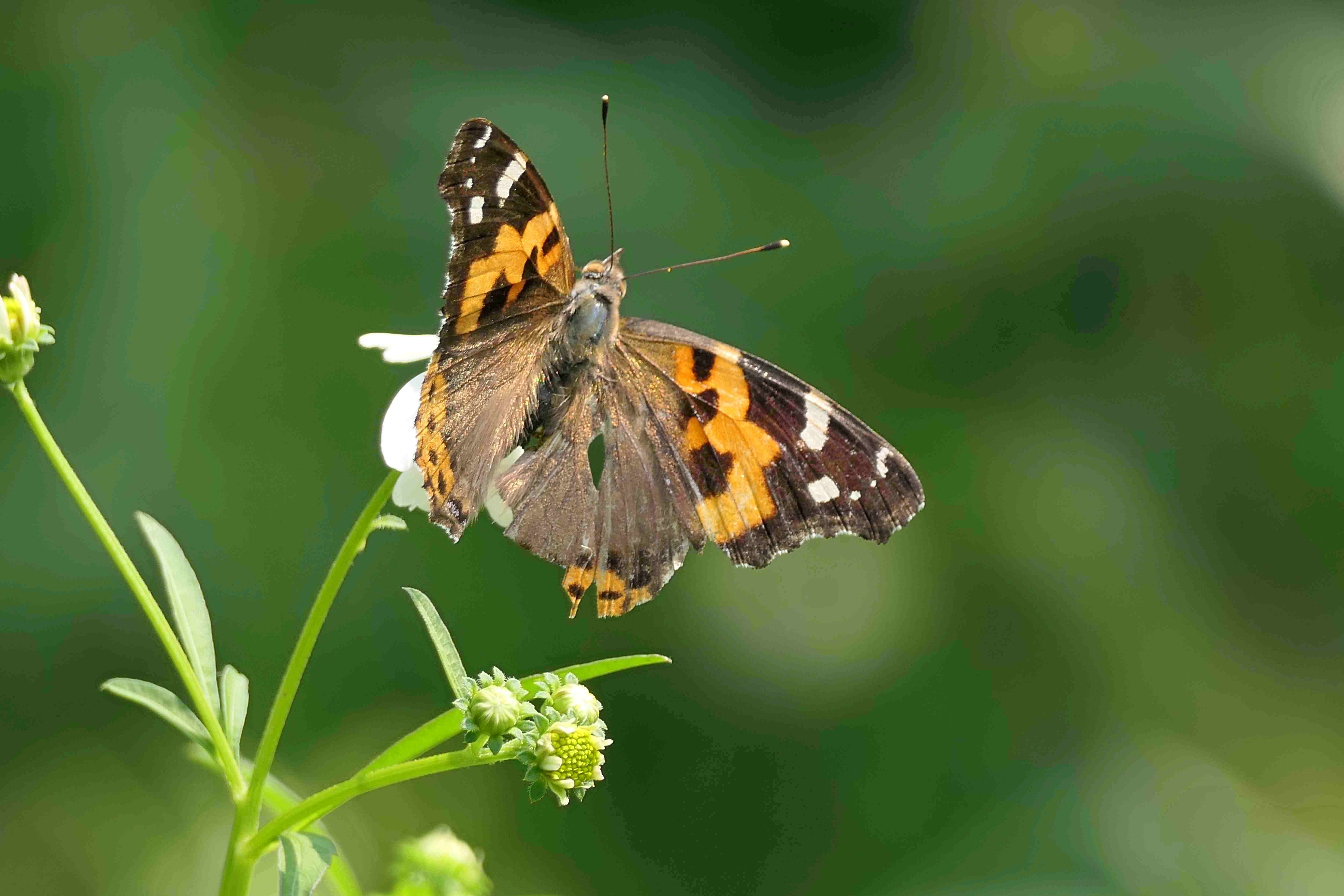 Butterfly Painted Lady retireediary