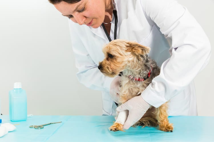 Best Pet Insurance Companies & Plans in August 2021