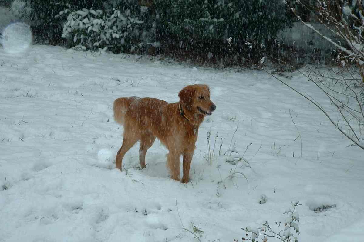 Do Golden Retrievers Get Cold? Retriever Advice