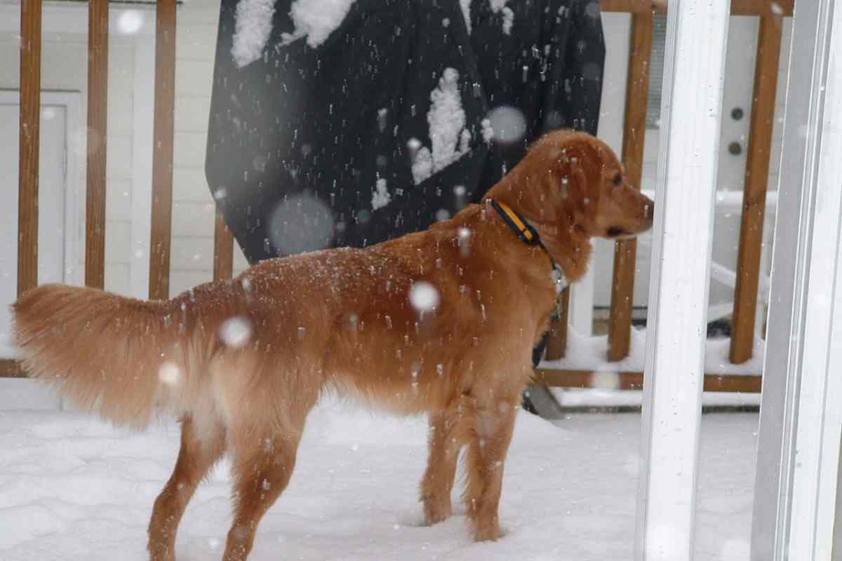 Can Golden Retrievers Stay Outside In The Winter