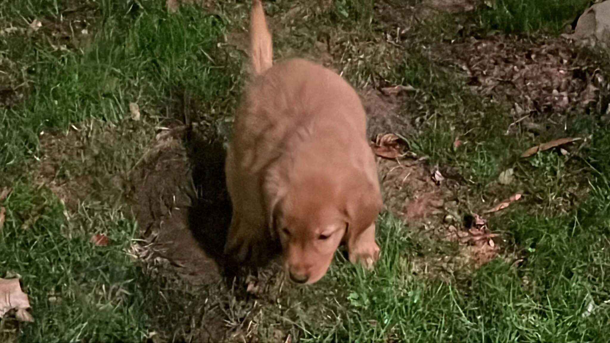 How Long Does It Take To Potty Train A Golden Retriever Puppy