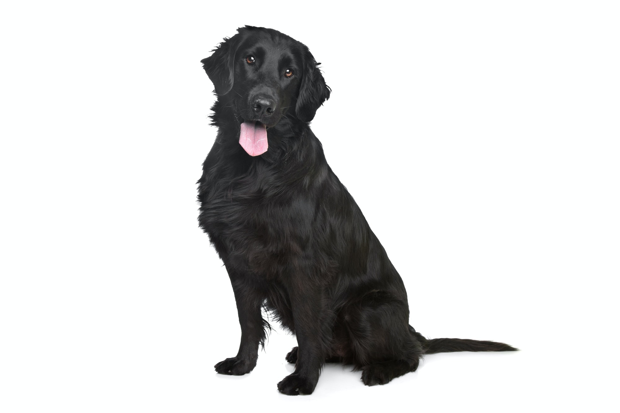 What Is The Difference Between A FlatCoated Retriever And A Golden