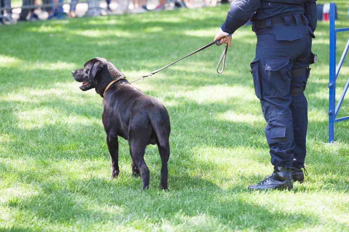 Can Labradors Be Police Dogs? Explained! Retriever Advice
