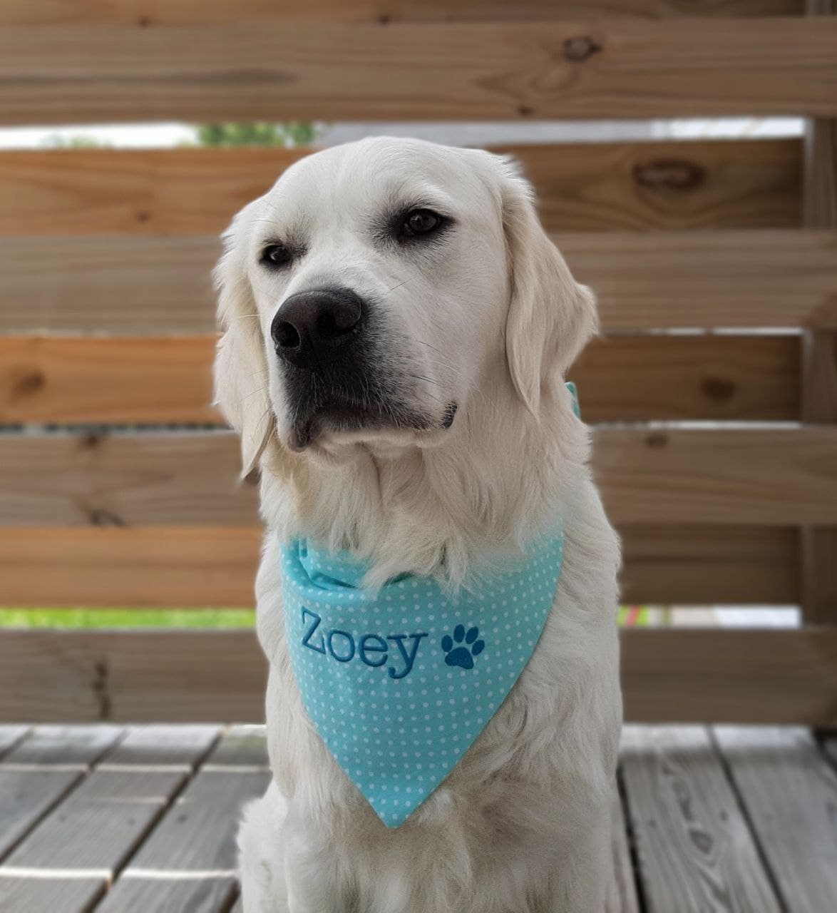 Light Blue Polka Dot Dog Bandana Retriever Apparel